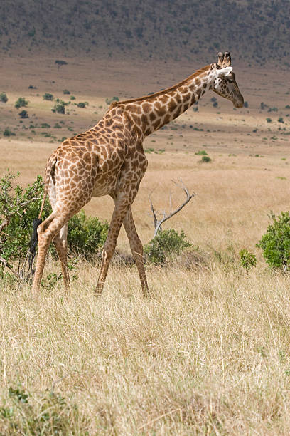 Massai Girafa no Quénia - fotografia de stock