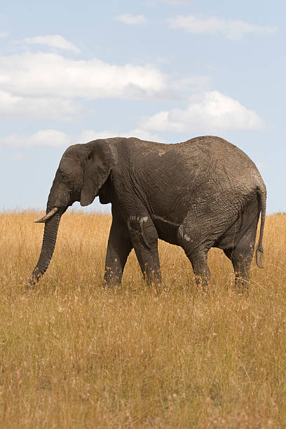 Elefante africano no Quénia. - fotografia de stock