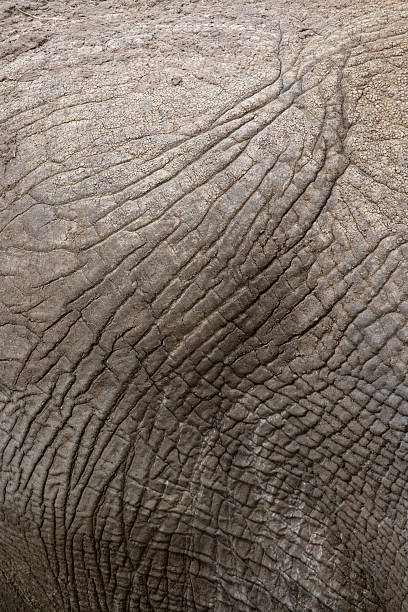 Elefante africano pele Plano aproximado. - fotografia de stock