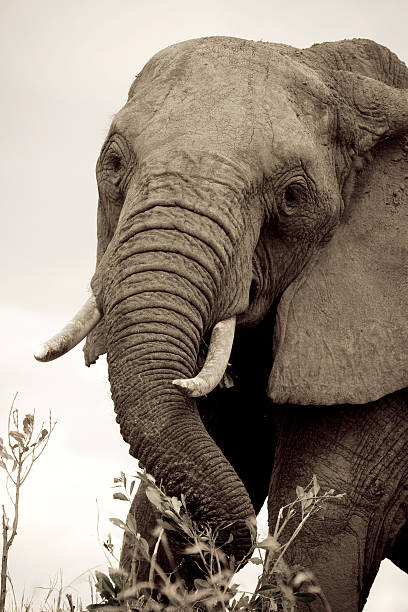 Elefante africano plano aproximado (sepia). - fotografia de stock
