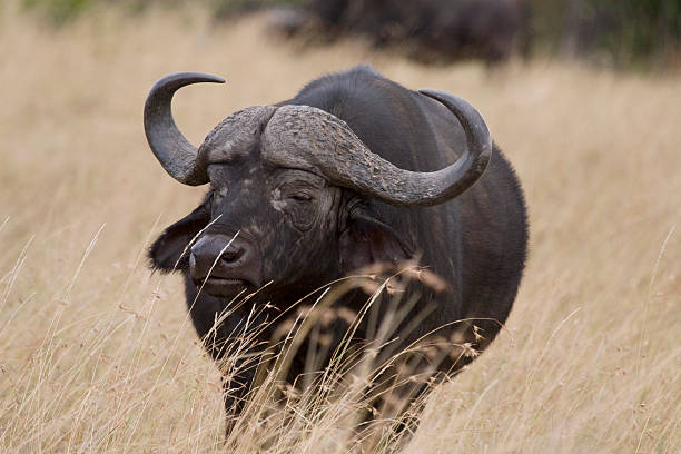 istock Cape Buffalo in Kenya. 153748964