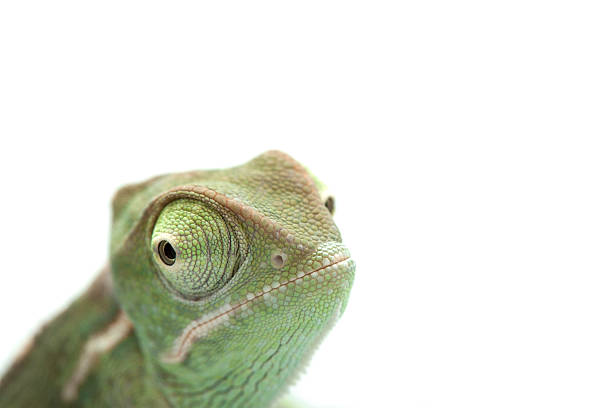 istock Isolated exotic pet green chameleon 153748993
