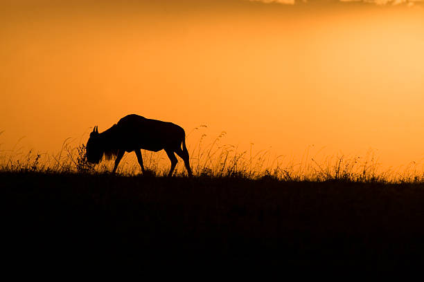 istock Wildebeest at sunset in Kenya. 153749207