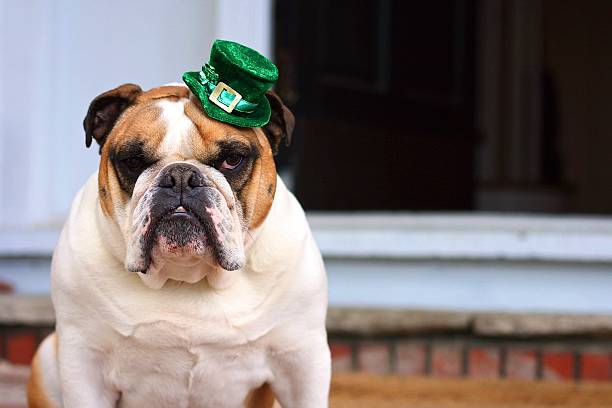 bulldog irlandés. - st patricks day dog irish culture leprechaun fotografías e imágenes de stock