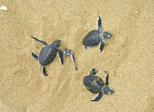 istock turtles give birth and get  out from sand 153749529