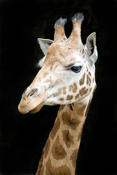 istock Close-up giraffe isolated against black background 153749560