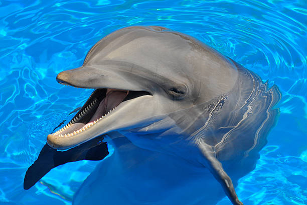 istock Head of  bottlenose dolphin 153749571