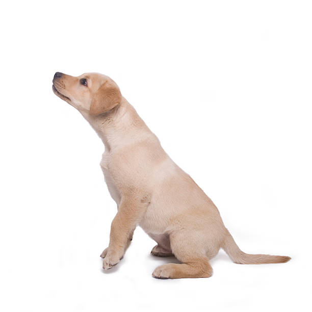 ラブラドール子犬 - reha ストックフォトと画像