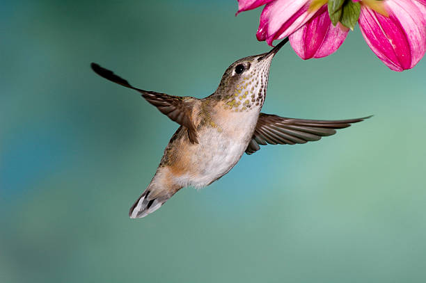 istock Female Rufous Hummingbird 153749944