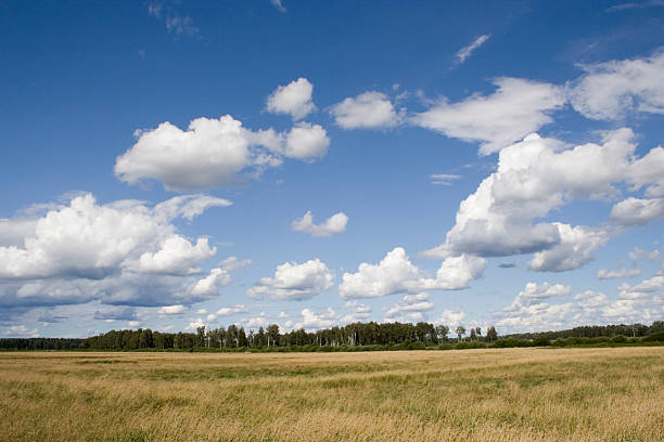 istock Summer day in the hayfield 153749968