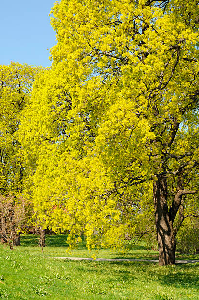 Flowering tree stock photo