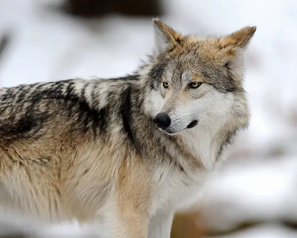 Mexican gray wolf (Canis lupus baileyi) in the winter