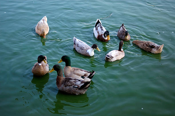Water Duck stock photo