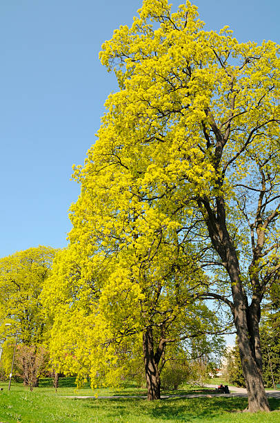 Tree in Park stock photo