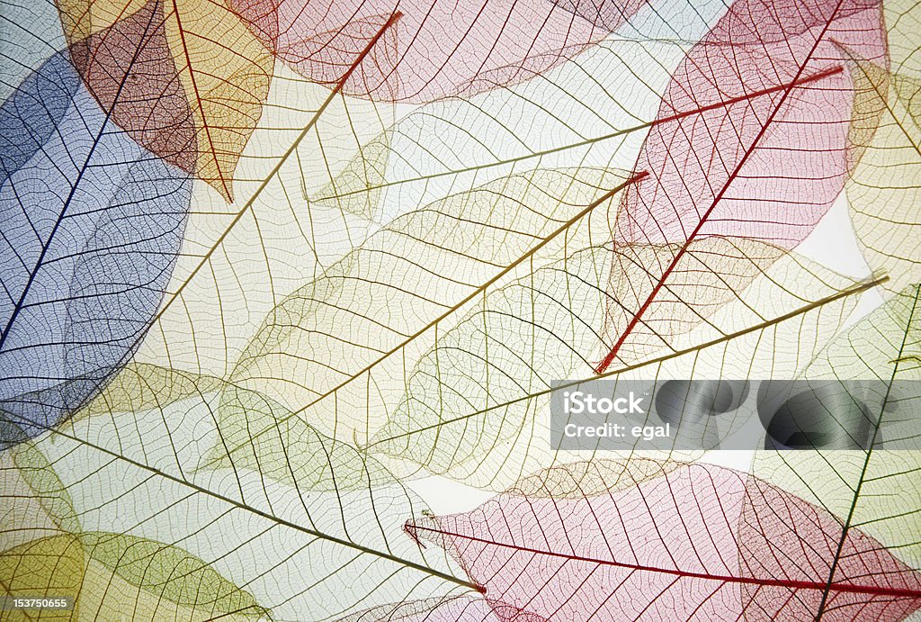 Skeleton leaf Skeleton leaf abstract background Abstract Stock Photo