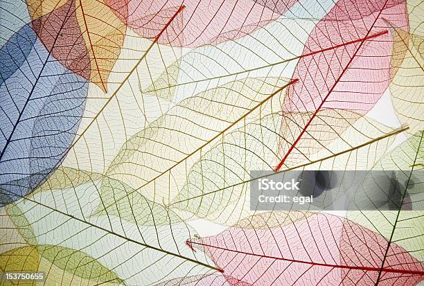 Skeleton Leaf Stock Photo - Download Image Now - Abstract, Autumn, Backgrounds