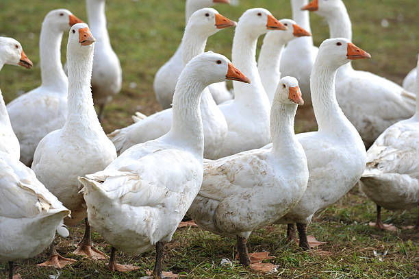 gänse auf der wiese - martinsgans zdjęcia i obrazy z banku zdjęć