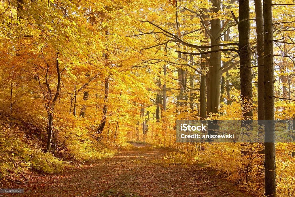 Sendero en el bosque del sol - Foto de stock de Aire libre libre de derechos