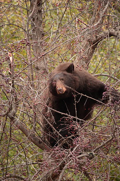 istock Brown Bear in an Alamy Crab Apple Tree 153751009