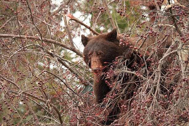 istock Brown Bear eating in an Alamy Crab Apple Tree 153751010