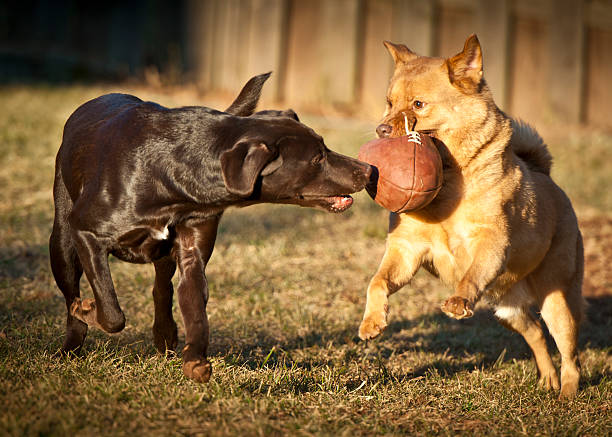 dogs playing with football stock photo