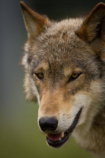 The head of a European Wolf stock photo