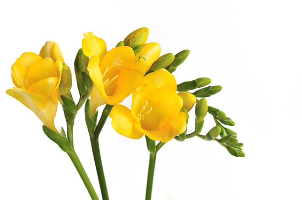 Żółty Frezja kwiaty na białym tle – zdjęcie