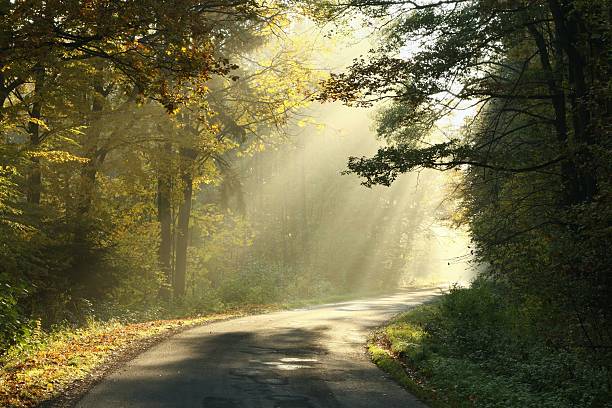 istock Rural road in autumn forest at dawn 153751337
