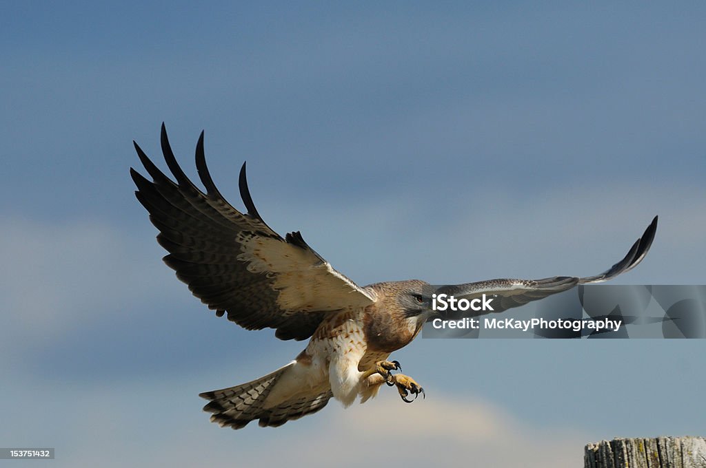 Buse de Swainson en vol atterrissant - Photo de Buse libre de droits