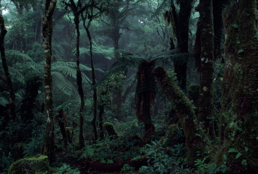 Deep Rain Forest Scenery