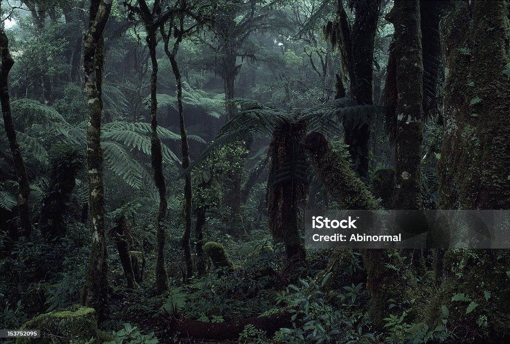 Deep Jungle Deep Rain Forest Scenery Rainforest Stock Photo