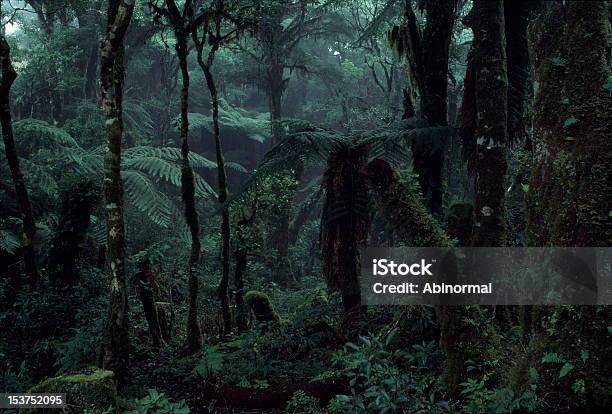 Deep Jungle Stock Photo - Download Image Now - Rainforest, Amazon Rainforest, Amazon Region