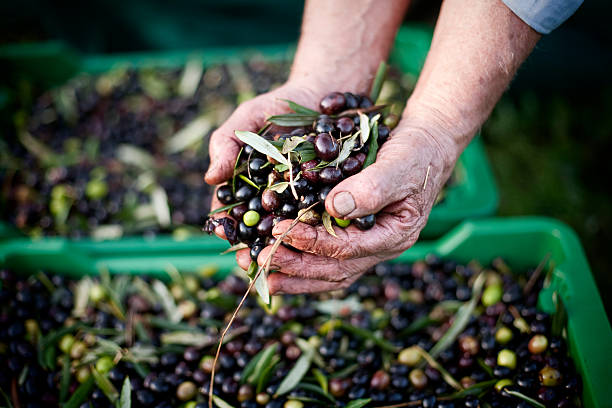Olives harvesting in Italy. Different kind of olive fruit in the hands of a farmhand labourer