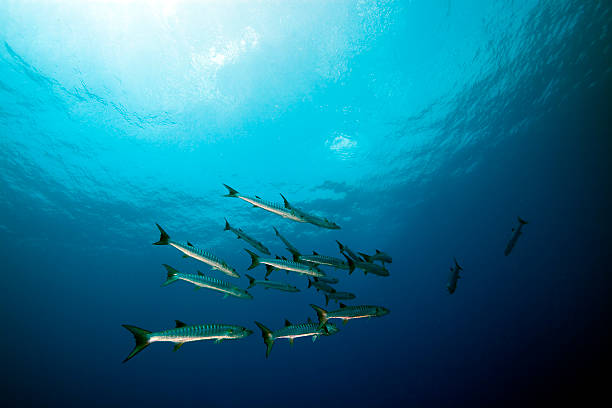 istock Great barracuda in the Red Sea. 153752129