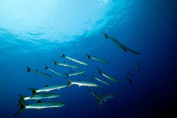 istock Great barracuda in the Red Sea 153752145