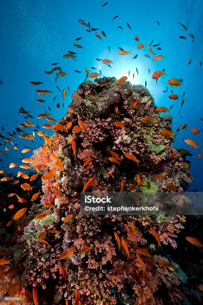 Poissons et coraux dans la mer Rouge. - Photo de Animaux à l'état sauvage libre de droits