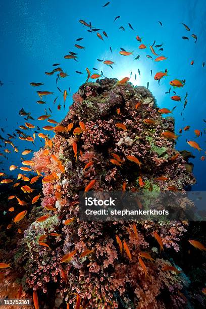魚や珊瑚の紅海ます - エジプトのストックフォトや画像を多数ご用意 - エジプト, カラフル, カラー画像