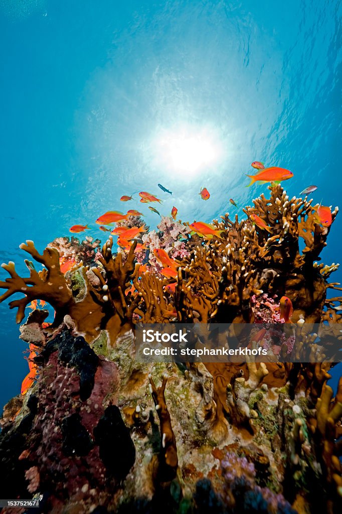 coral y peces en el Mar Rojo. - Foto de stock de Agua libre de derechos