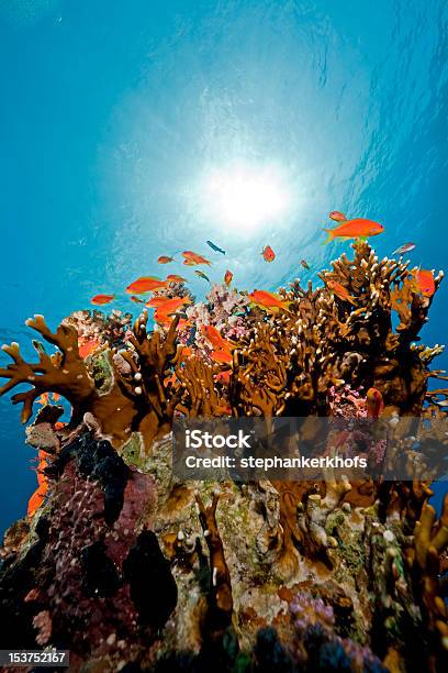 Coral Y Peces En El Mar Rojo Foto de stock y más banco de imágenes de Agua - Agua, Animal, Animales salvajes