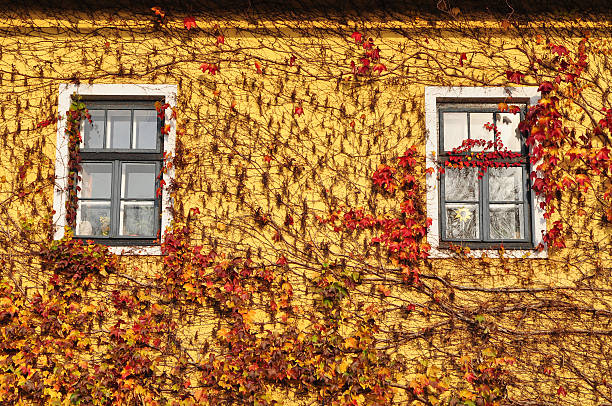 istock house covered autumn leaves 153752263