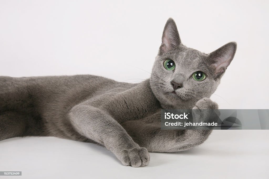 Gatto blu di Russia femmina sdraiati con zampa up - Foto stock royalty-free di Gatto domestico