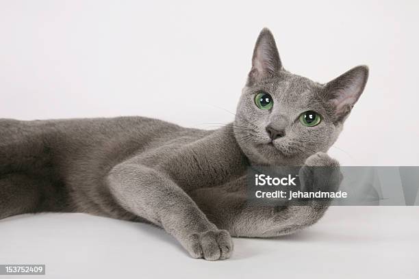 Gatto Blu Di Russia Femmina Sdraiati Con Zampa Up - Fotografie stock e altre immagini di Gatto domestico - Gatto domestico, Blu, Gatto burmese