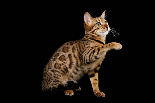 istock Small spotted Bengal cat on a black background 153752484