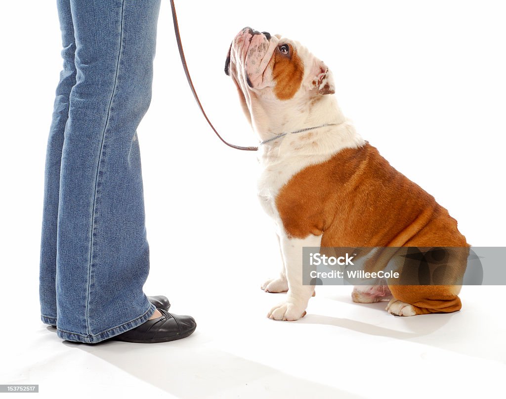 Cute bulldog on a leash looking up at its owner dog obedience training - english bulldog looking up watching handler on white background Cut Out Stock Photo