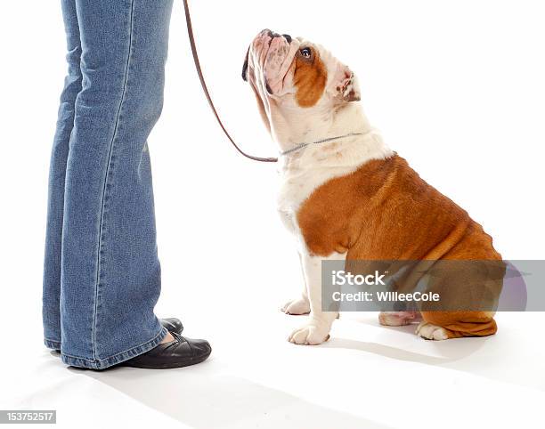 Cute Bulldog On A Leash Looking Up At Its Owner Stock Photo - Download Image Now - Cut Out, Pet Leash, Sitting