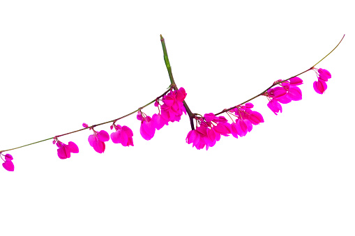 Isolated Pink blossom and flowers of tropical creeper plant