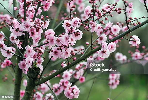 Flor De Ameixa - Fotografias de stock e mais imagens de Abril - Abril, Agricultura, Ao Ar Livre