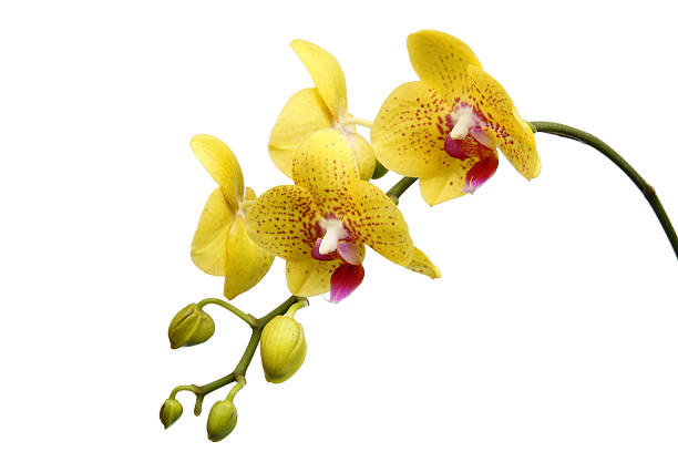 istock Yellow butterfly orchid 153752955