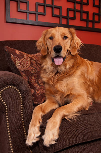 Golden Retriever Sitting on Sofa stock photo