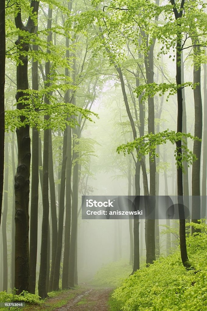 Weg im Wald Frühling beech - Lizenzfrei Abenteuer Stock-Foto